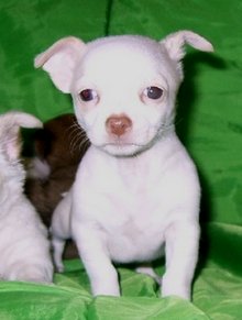 short hair Chihuahua puppy
