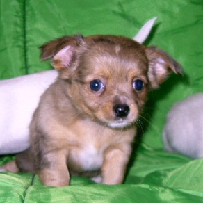 2 month old male Chihuahua puppy