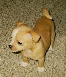 Short Hair Chihuahua Puppy 