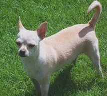 Female Tinkerbelle Chihuahua