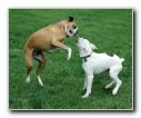 2 Boxers playing