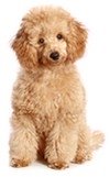 Toy Poodle