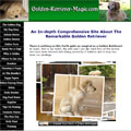 golden retriever magic, golden retriever